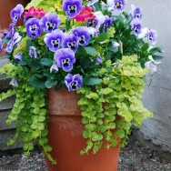 Flowers on the horizon…