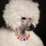 100th Blog Post…Bourgeois Dogs