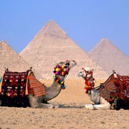 Cool Camels