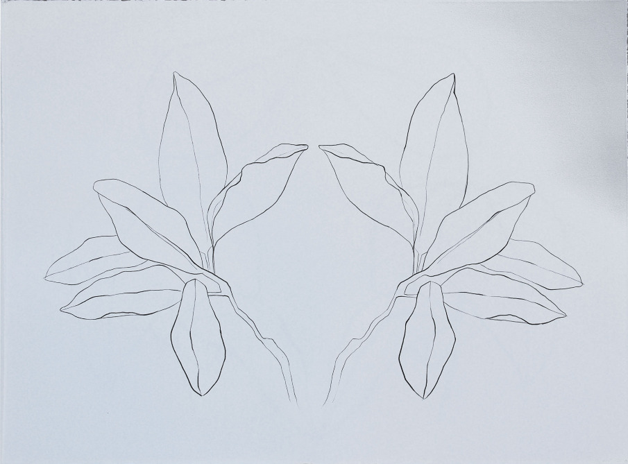 Magnolia-drawing-1_905