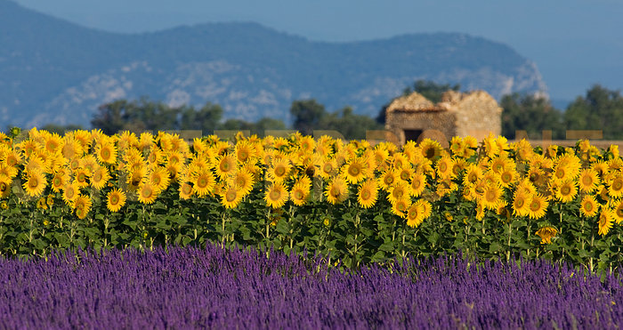 654903-Lavender-and-sunflower-setting-in-Provence-France_view