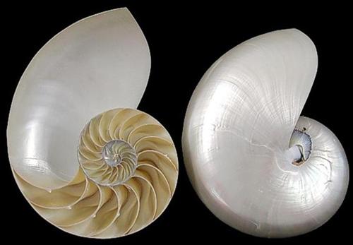 pearl-nautilus-center-cut