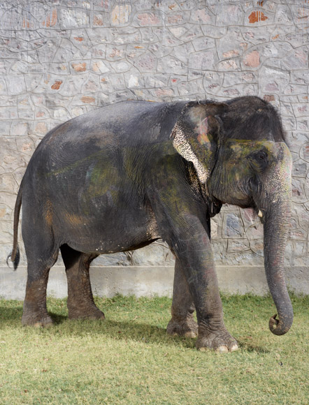 03-india-elephant-cleaned-of-paint-580v