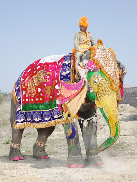 11-india-elephant-painted-gold-lion-580v