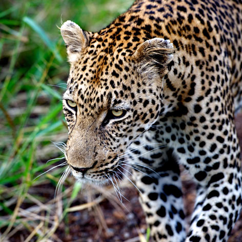 kruger-column-leopard-photo