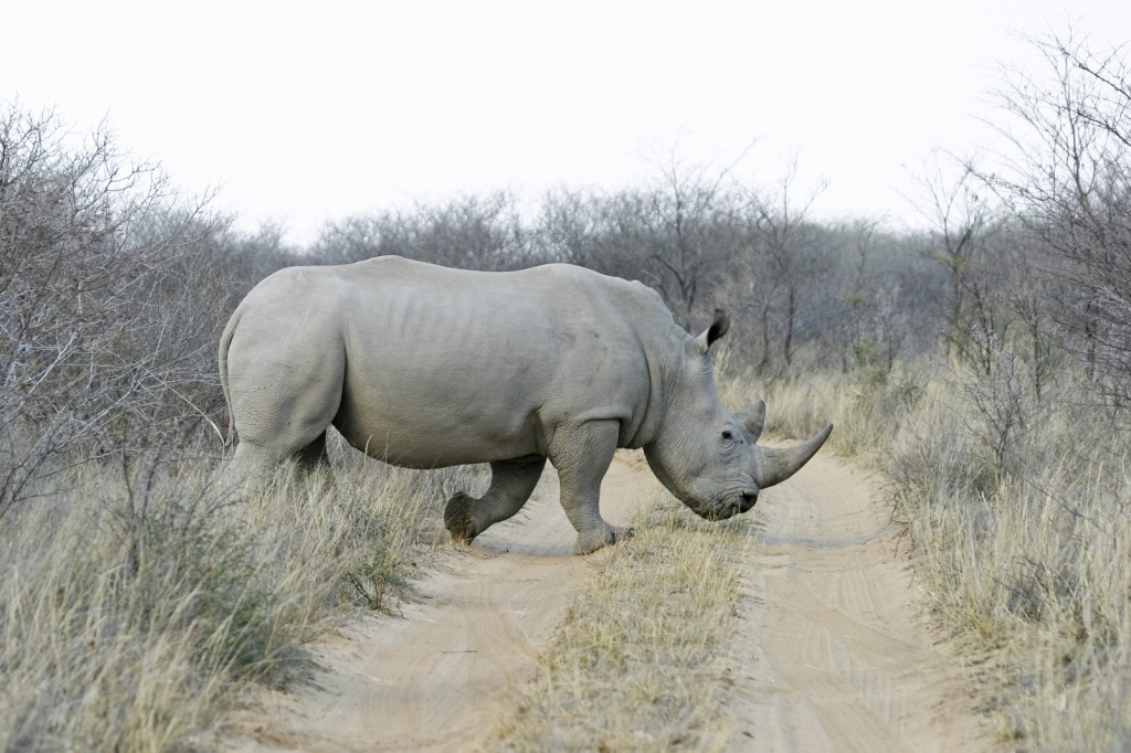 11aa76338975e397fd239a9f3f65dffc-khama-rhino-sanctuary