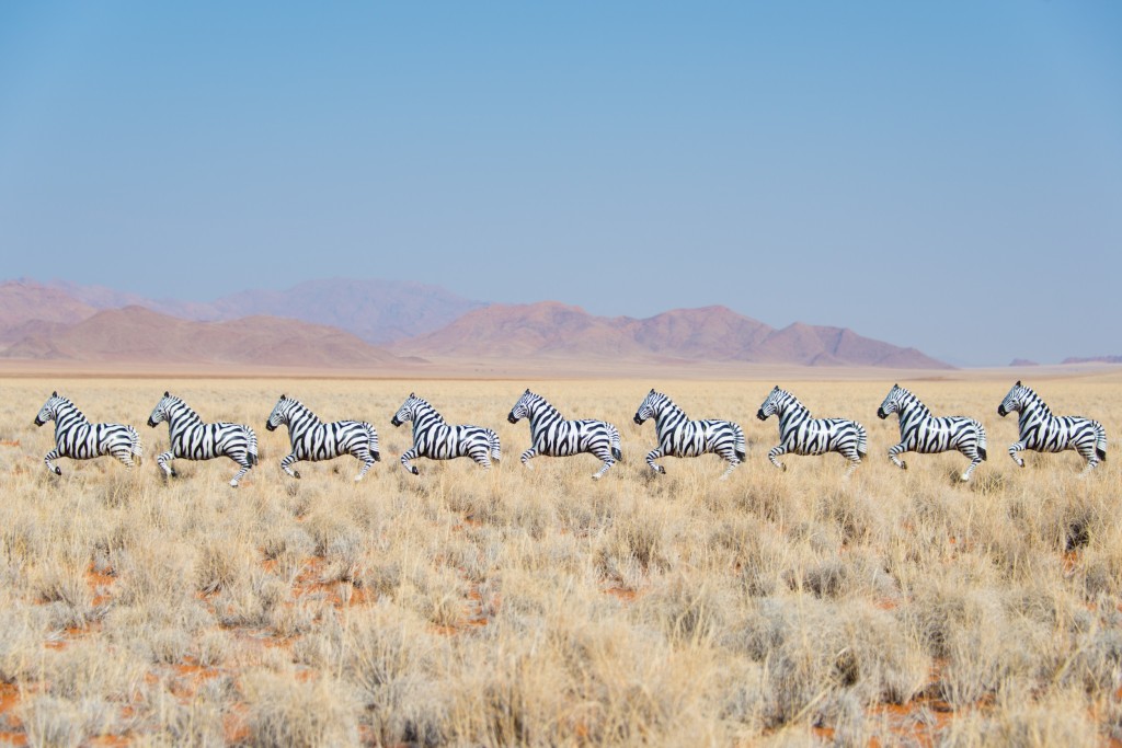 black_and_white_zebras