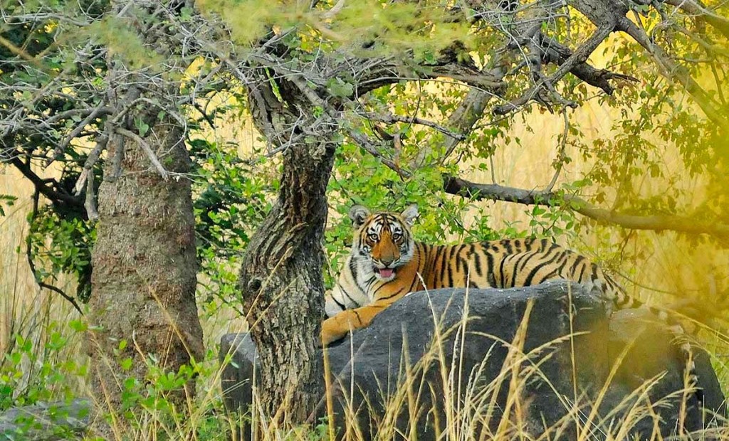 Tiger on rock