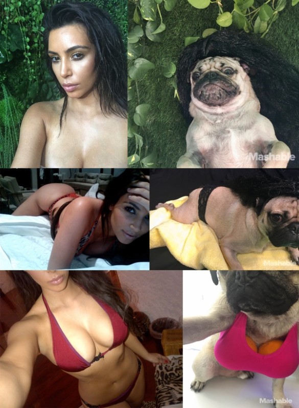 Doug-the-Pug-recreates-Kim-Kardashian-585x800