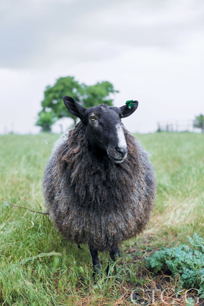 24760-Kansas-Farm-Elizabeth-Eakins-Black-Sheep-de047d07