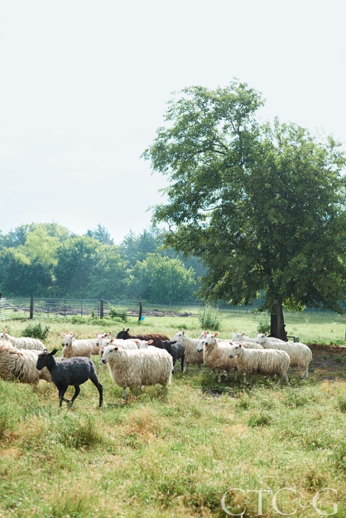 24763-Kansas-Farm-Elizabeth-Eakins-Herd-of-Sheep-2ea17586