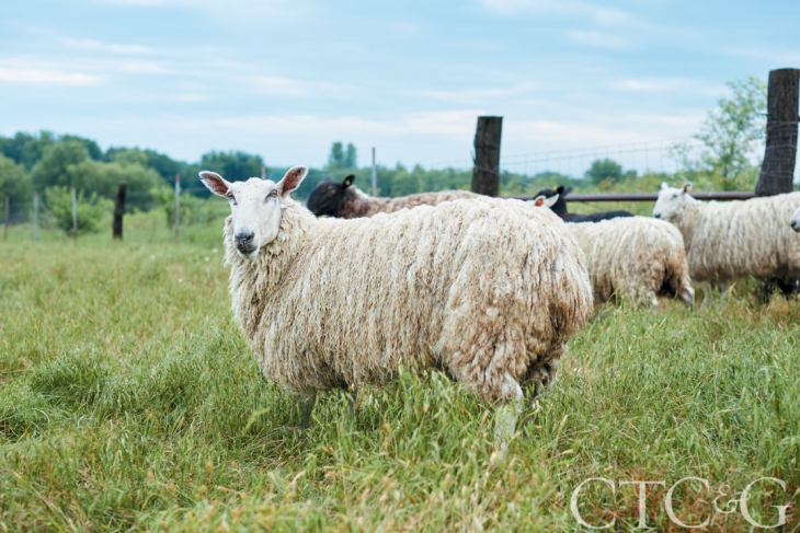24772-Kansas-Farm-Elizabeth-Eakins-White-Sheep-0305930a