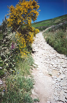 Trail