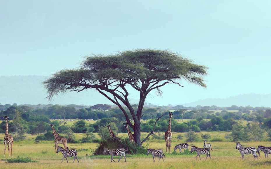 singita-sasakawa-AFRICA0416