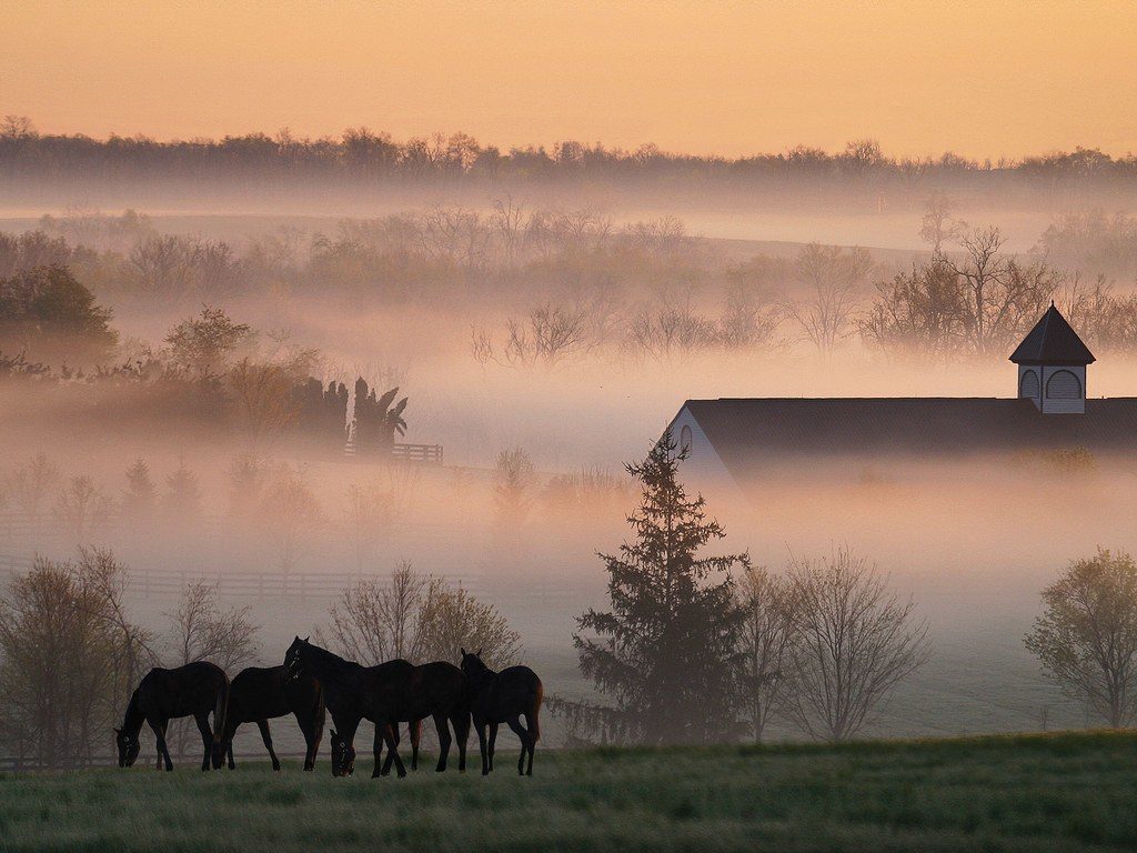 foggy-horse-farm-cr-gene-burch-courtesy-visitlex