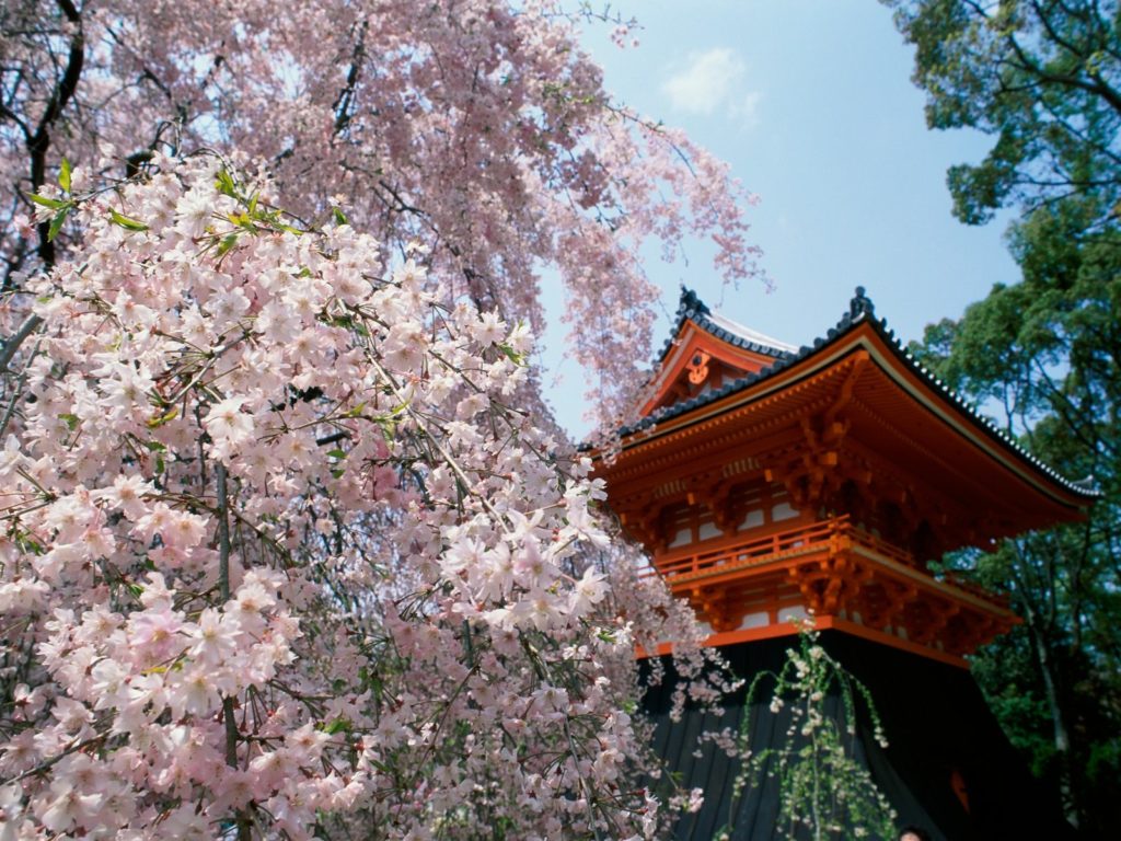 Cherry_Blossoms_Ninnaji_Temple_Kyoto_Japan