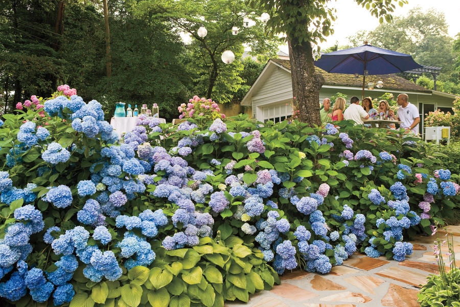 hydrangea_garden_party_f907ffb0f8a7d34c